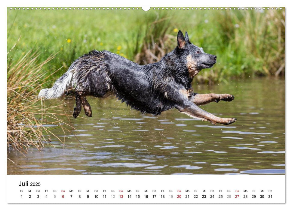 Spaziergang am See Australian Cattle Dogs (CALVENDO Premium Wandkalender 2025)