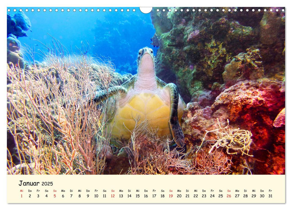 Meeresschildkröten - Bedrohte Schönheiten (CALVENDO Wandkalender 2025)