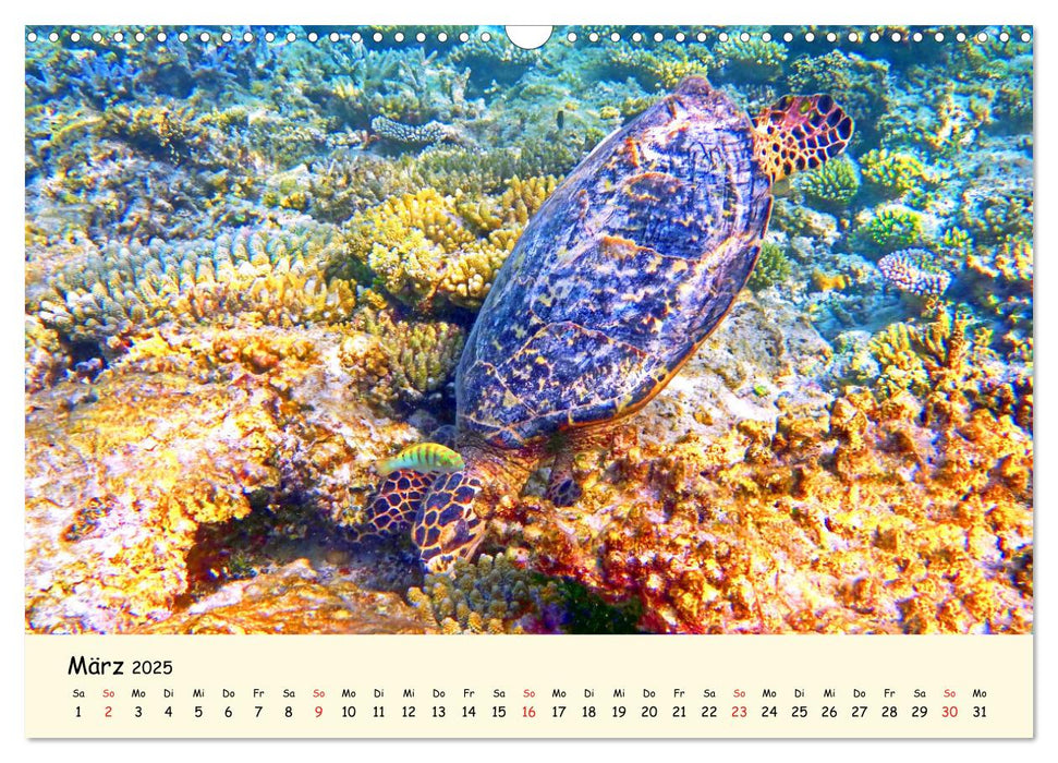 Meeresschildkröten - Bedrohte Schönheiten (CALVENDO Wandkalender 2025)