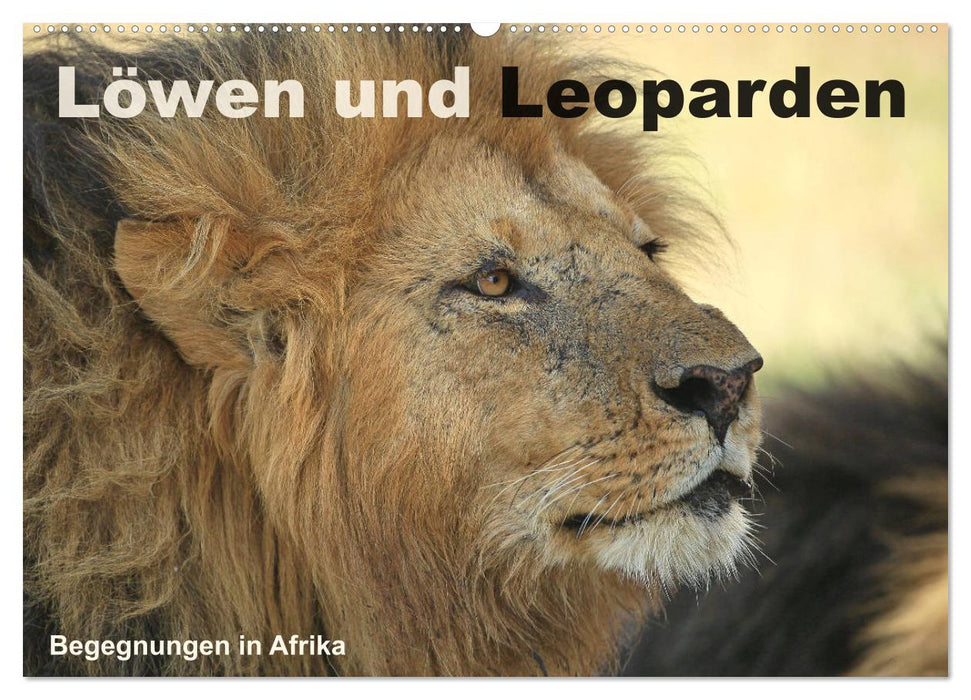 Löwen und Leoparden - Begegnungen in Afrika (CALVENDO Wandkalender 2025)