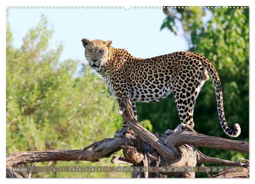 Löwen und Leoparden - Begegnungen in Afrika (CALVENDO Wandkalender 2025)