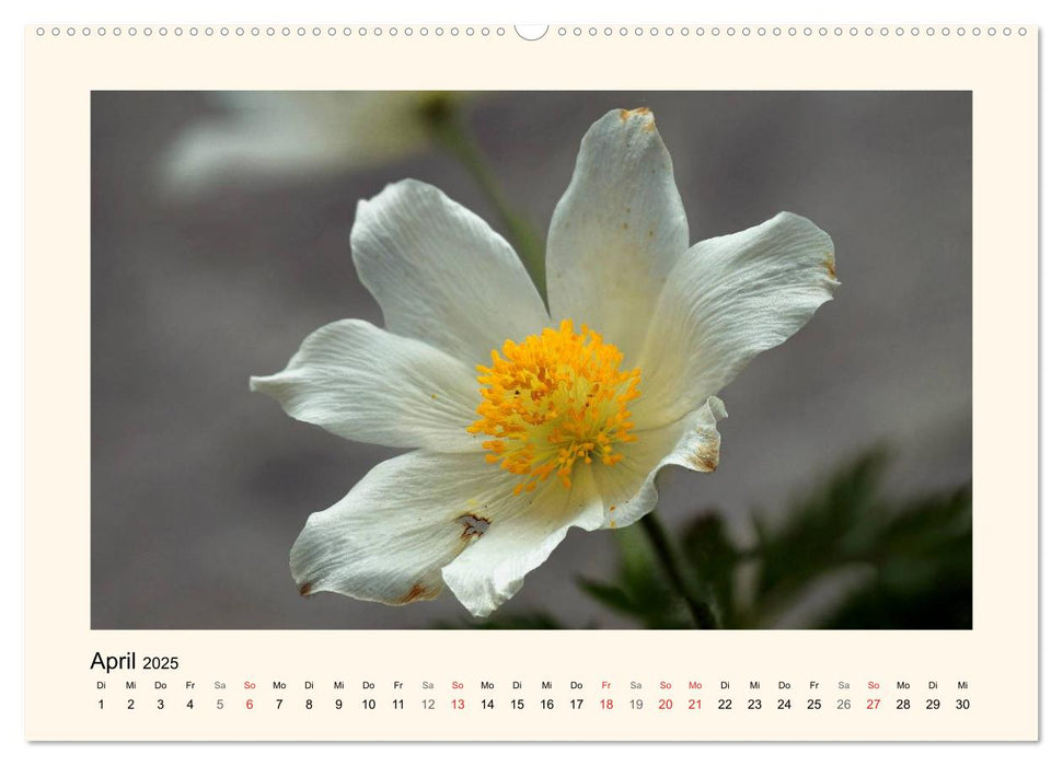 Blütenzauber in Tirol (CALVENDO Premium Wandkalender 2025)