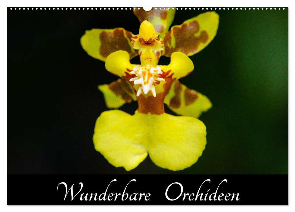 Wunderbare Orchideen (CALVENDO Wandkalender 2025)