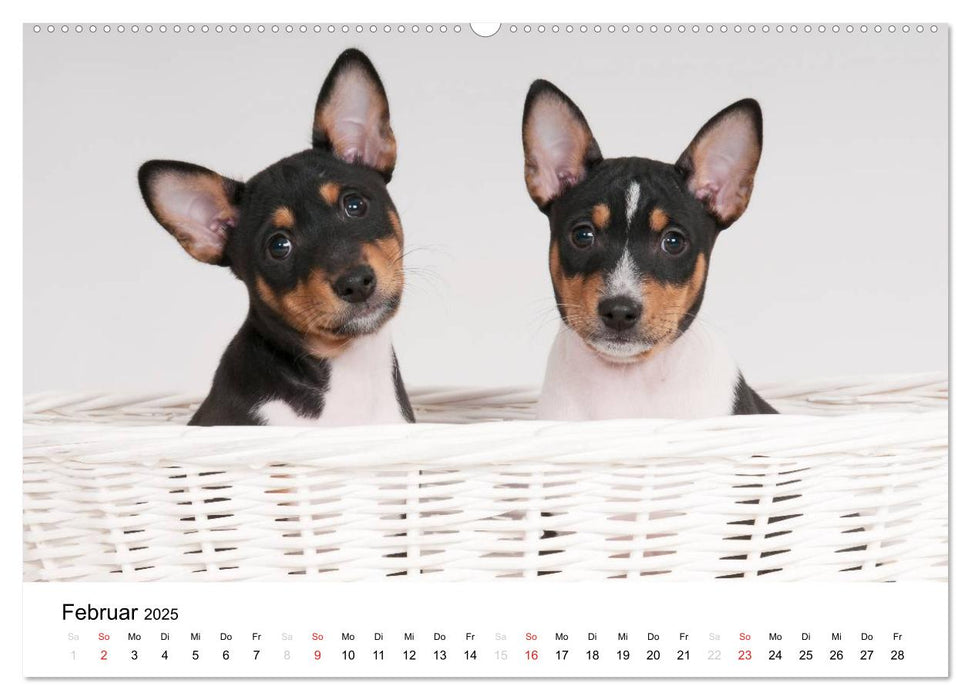 Bezaubernde Basenji-Welpen (CALVENDO Premium Wandkalender 2025)