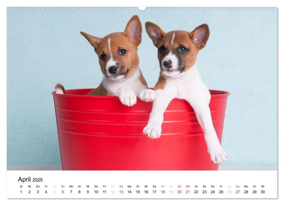 Bezaubernde Basenji-Welpen (CALVENDO Premium Wandkalender 2025)