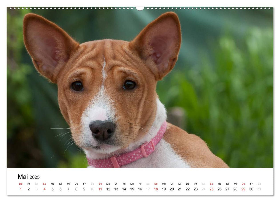 Bezaubernde Basenji-Welpen (CALVENDO Premium Wandkalender 2025)