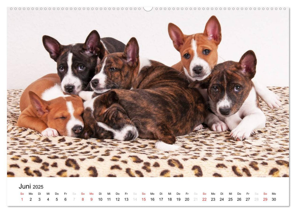 Bezaubernde Basenji-Welpen (CALVENDO Premium Wandkalender 2025)