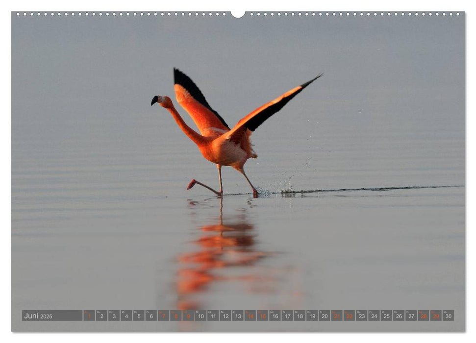 Flamingos am Chiemsee (CALVENDO Premium Wandkalender 2025)