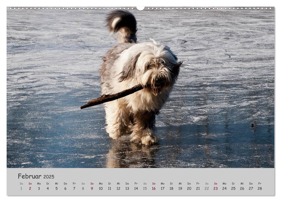 Ein Bobtail namens Miles (CALVENDO Premium Wandkalender 2025)