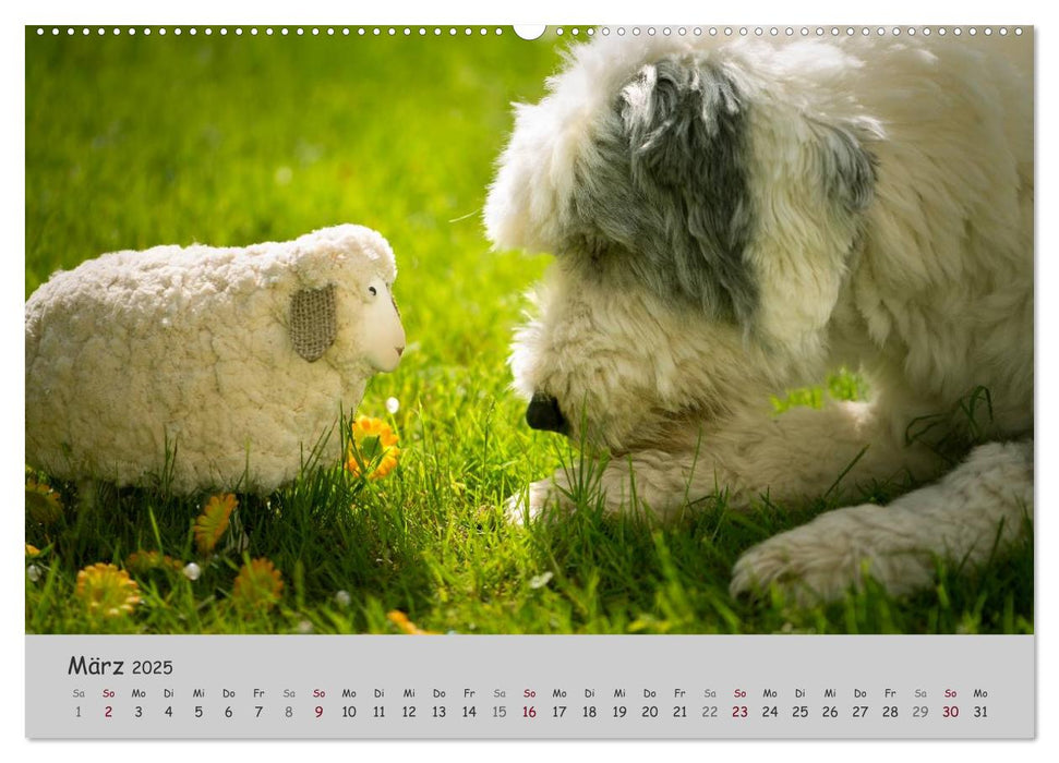 Ein Bobtail namens Miles (CALVENDO Premium Wandkalender 2025)