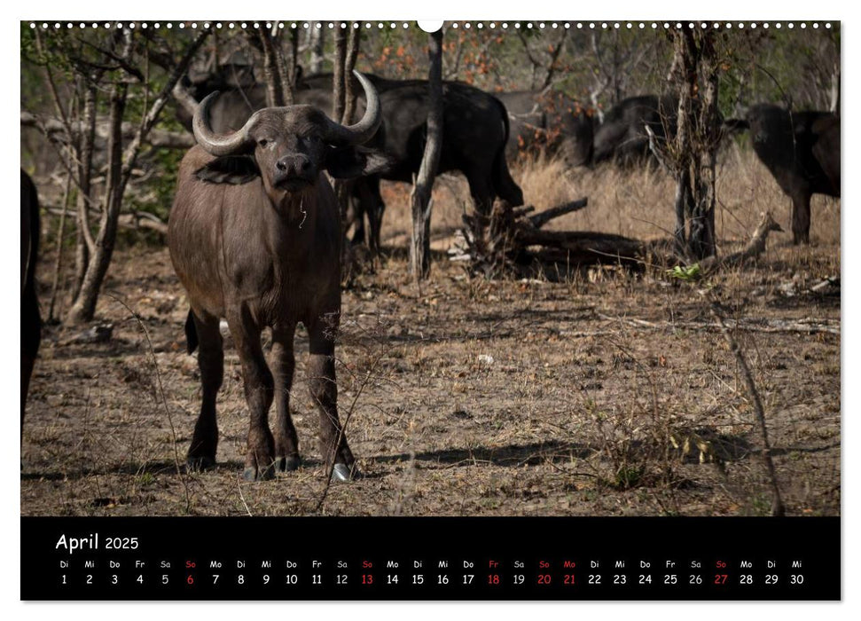 Tier-Momente in Afrika (CALVENDO Premium Wandkalender 2025)