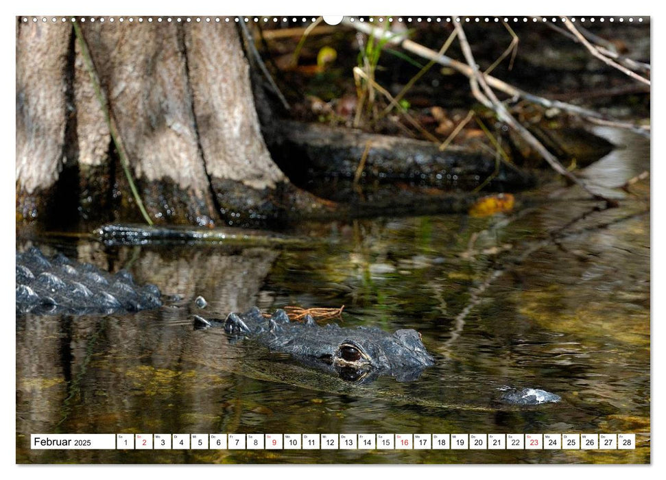 ALLIGATOREN in Florida (CALVENDO Wandkalender 2025)