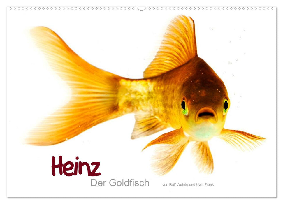 Heinz – Der Goldfisch (CALVENDO Wandkalender 2025)