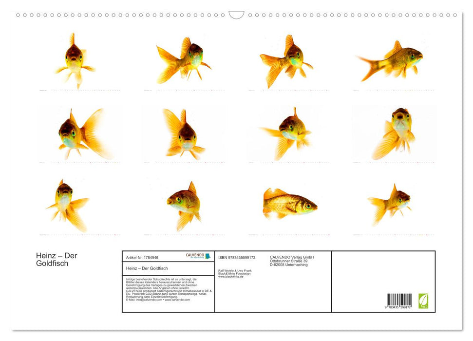 Heinz – Der Goldfisch (CALVENDO Wandkalender 2025)