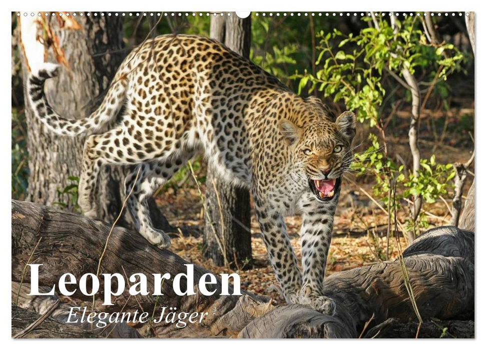 Leoparden. Elegante Jäger (CALVENDO Wandkalender 2025)