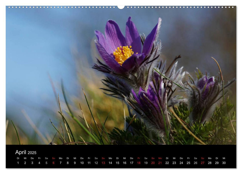 Wilde Blüten-Träume (CALVENDO Premium Wandkalender 2025)