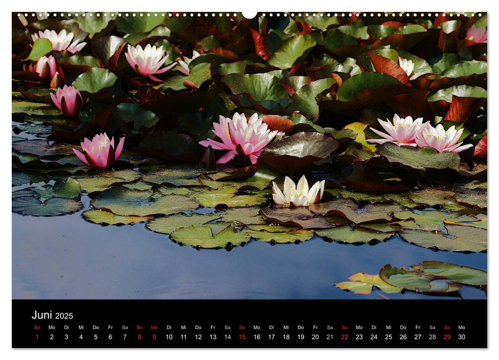 Wilde Blüten-Träume (CALVENDO Premium Wandkalender 2025)