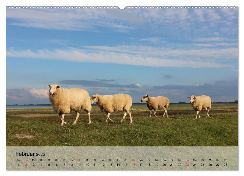 Schafe zählen leicht gemacht! (CALVENDO Wandkalender 2025)