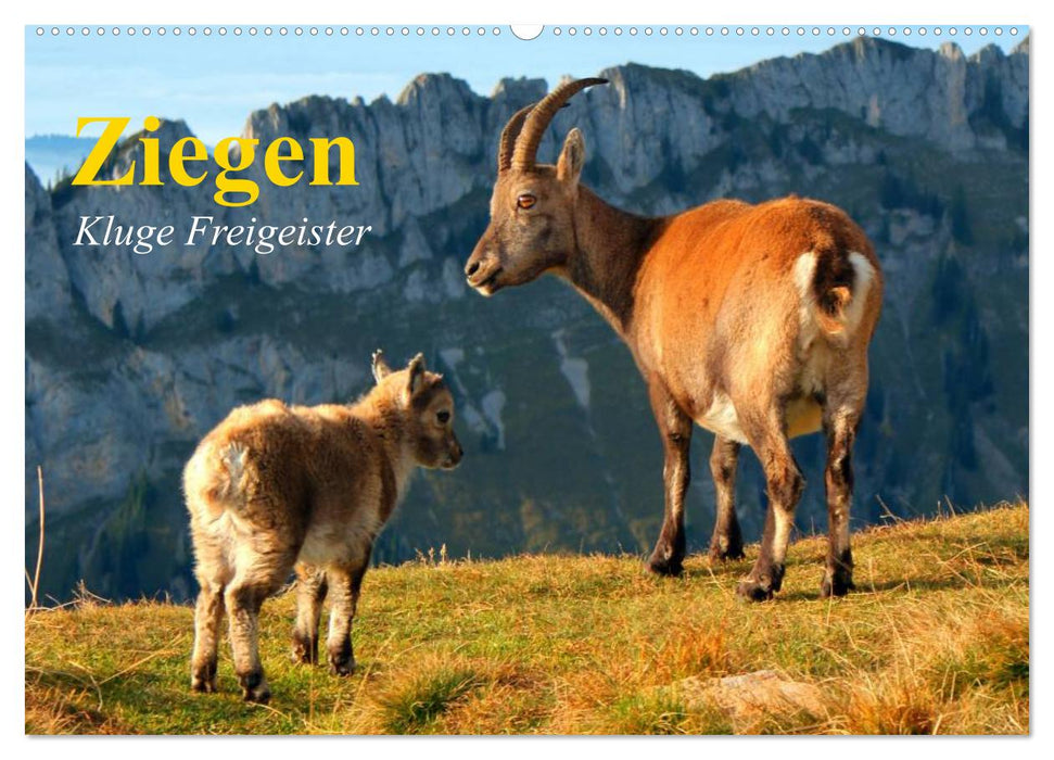 Ziegen. Kluge Freigeister (CALVENDO Wandkalender 2025)