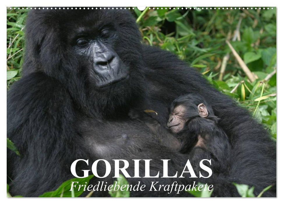 Gorillas. Friedliebende Kraftpakete (CALVENDO Wandkalender 2025)