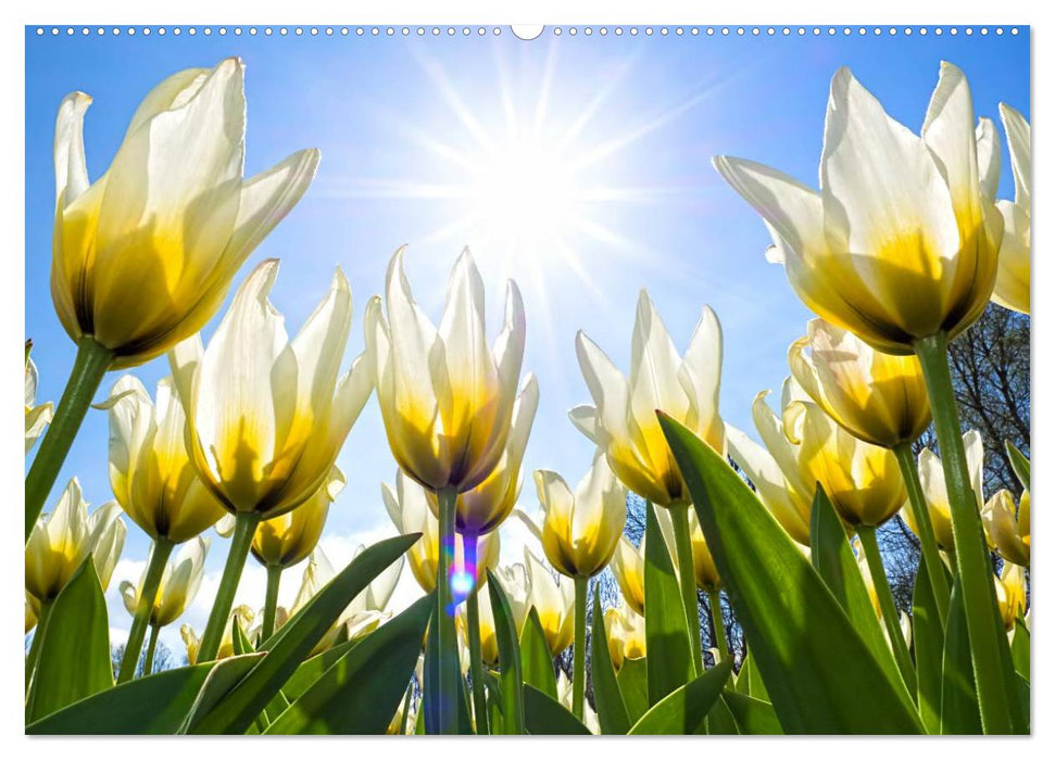 Tulpen aus Holland (CALVENDO Premium Wandkalender 2025)