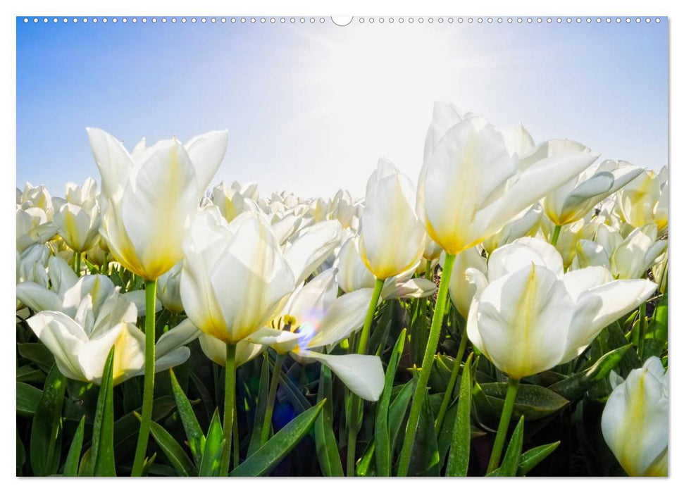 Tulpen aus Holland (CALVENDO Premium Wandkalender 2025)