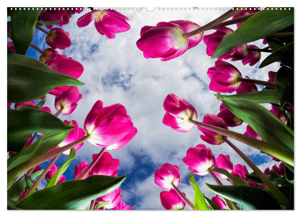 Tulpen aus Holland (CALVENDO Premium Wandkalender 2025)