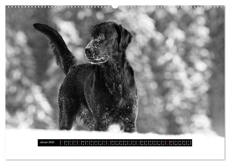 Flatcoated Retriever Black Edition (CALVENDO Premium Wandkalender 2025)