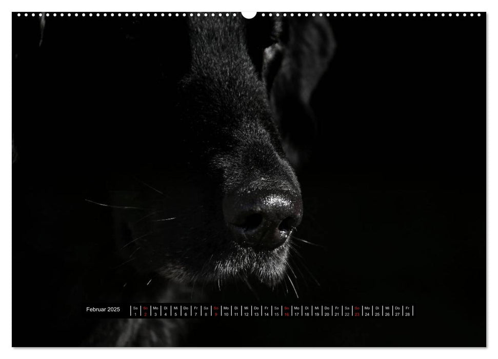 Flatcoated Retriever Black Edition (CALVENDO Premium Wandkalender 2025)