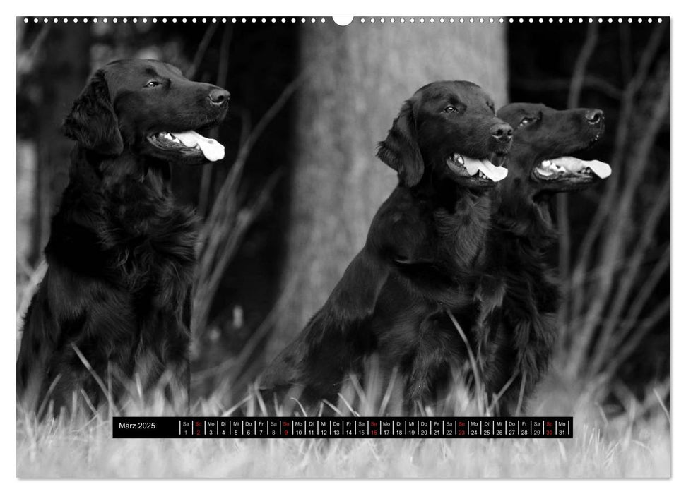 Flatcoated Retriever Black Edition (CALVENDO Premium Wandkalender 2025)