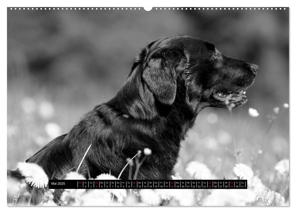 Flatcoated Retriever Black Edition (CALVENDO Premium Wandkalender 2025)