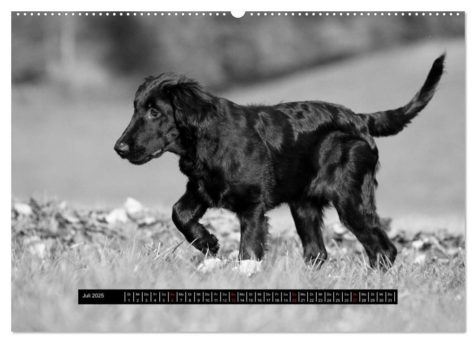 Flatcoated Retriever Black Edition (CALVENDO Premium Wandkalender 2025)