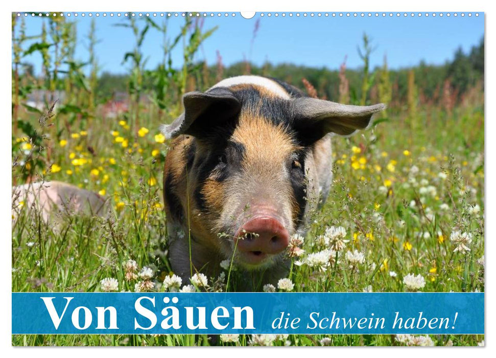 Von Säuen die Schwein haben! (CALVENDO Wandkalender 2025)