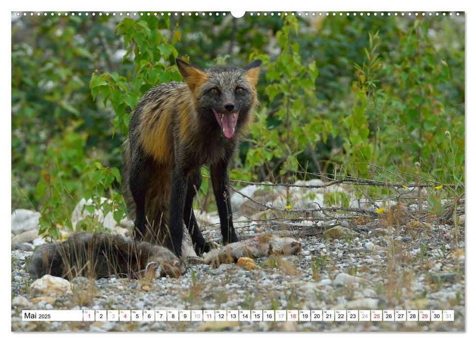 Alaska - Lockruf der Wildnis (CALVENDO Premium Wandkalender 2025)