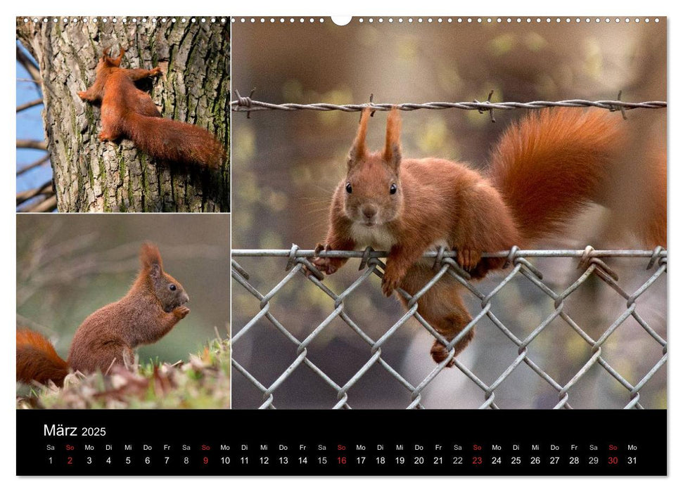 Wilde Eichhörnchenwelt! (CALVENDO Wandkalender 2025)