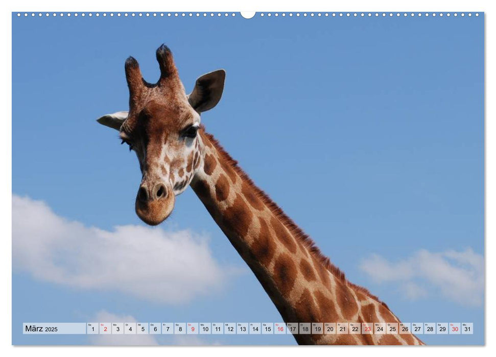 Giraffen. Dem Himmel so nah (CALVENDO Wandkalender 2025)