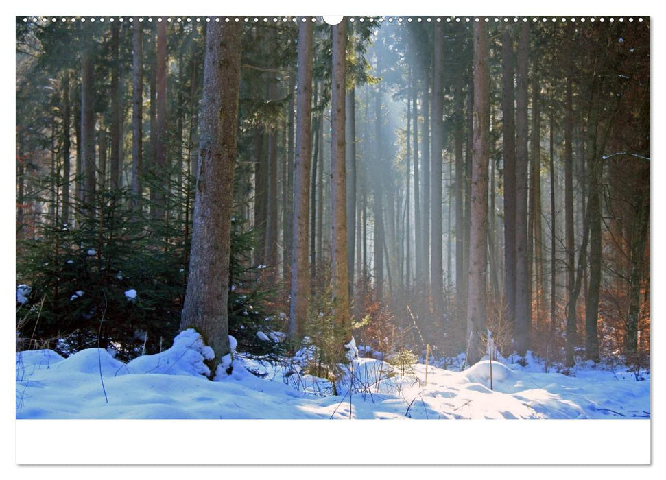 Der Ebersberger Forst und seine Umgebung (CALVENDO Wandkalender 2025)