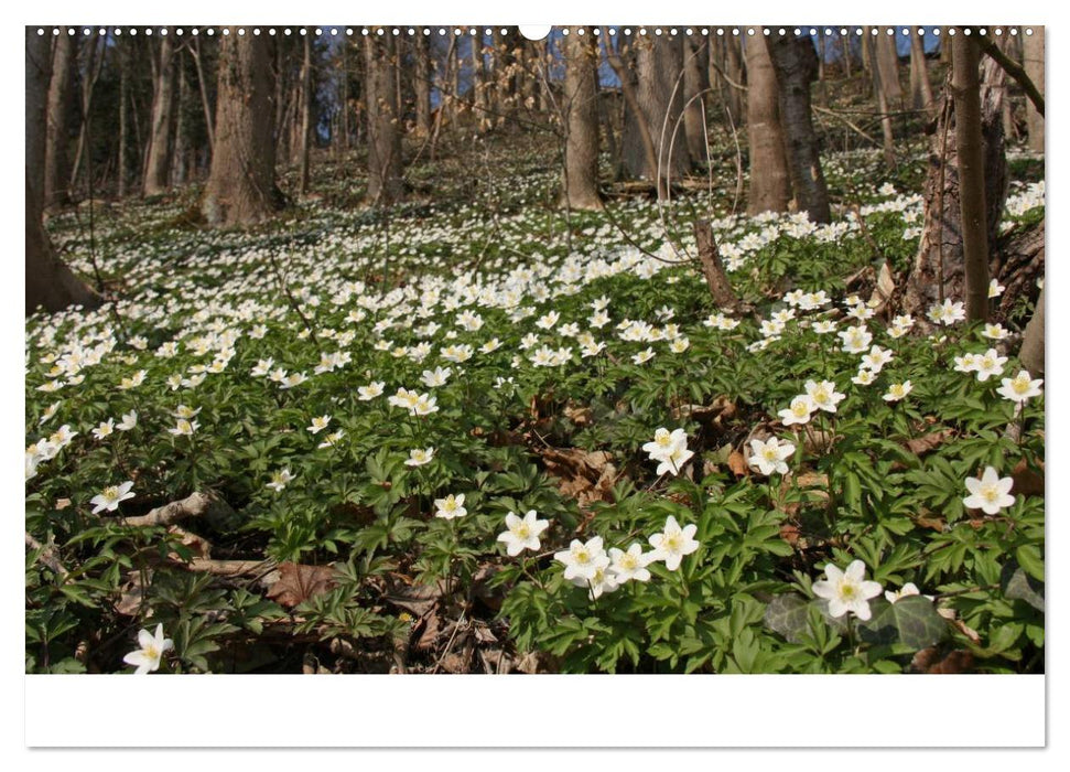 Der Ebersberger Forst und seine Umgebung (CALVENDO Wandkalender 2025)