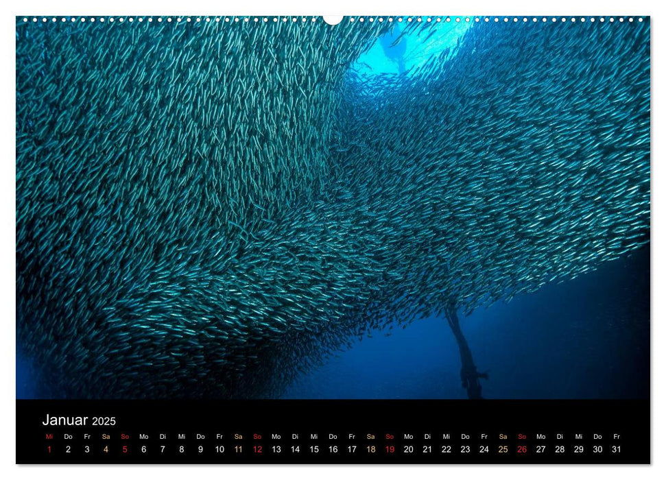 Fischschwärme (CALVENDO Premium Wandkalender 2025)