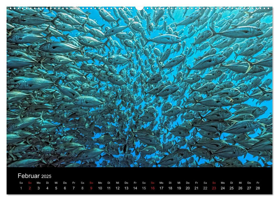 Fischschwärme (CALVENDO Premium Wandkalender 2025)