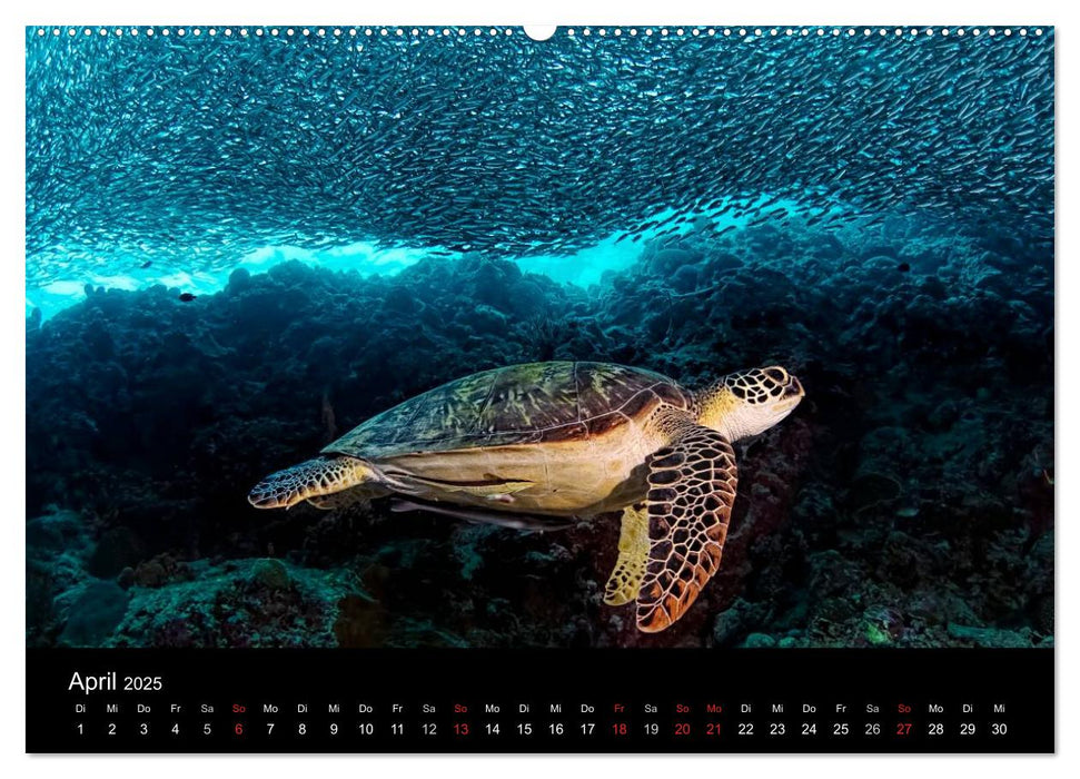 Fischschwärme (CALVENDO Premium Wandkalender 2025)