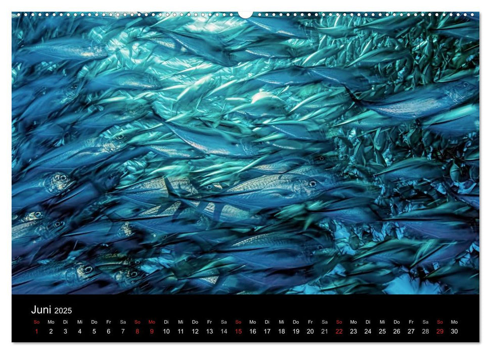 Fischschwärme (CALVENDO Premium Wandkalender 2025)