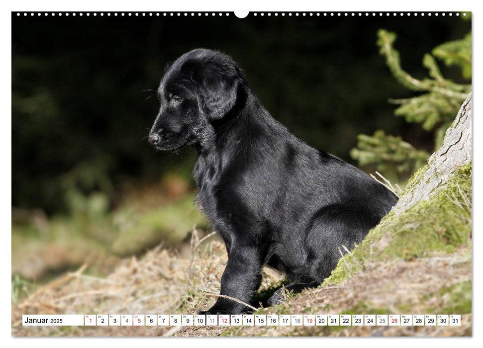 Hundekinder vom Land (CALVENDO Premium Wandkalender 2025)