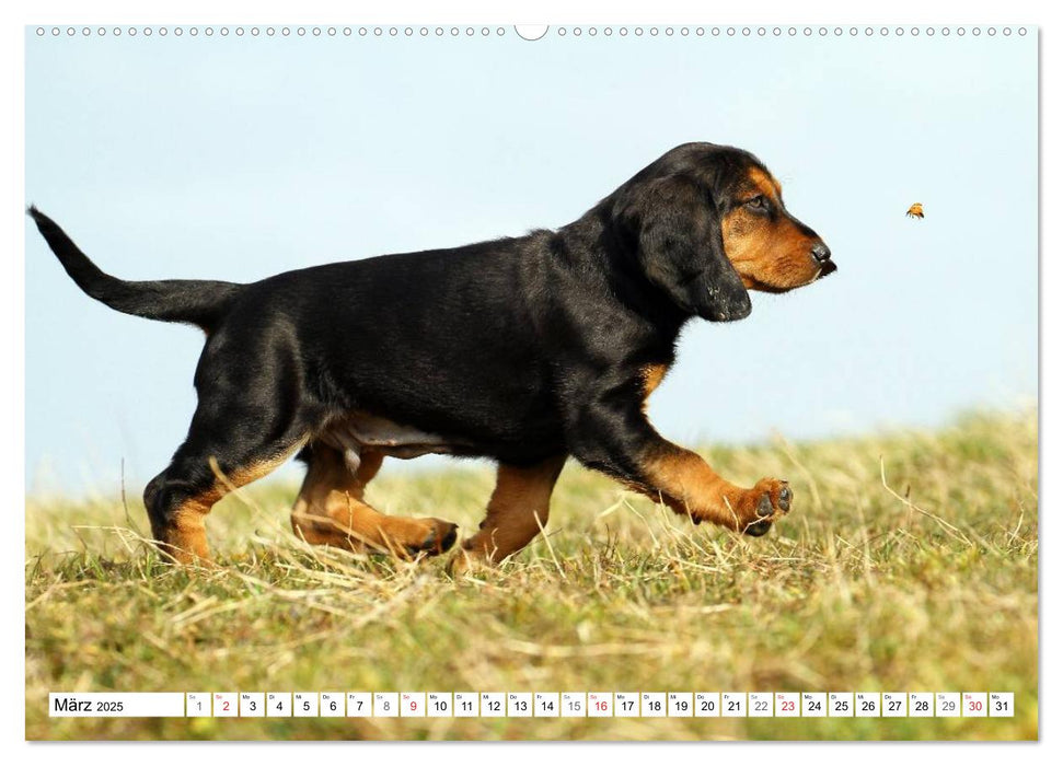 Hundekinder vom Land (CALVENDO Premium Wandkalender 2025)