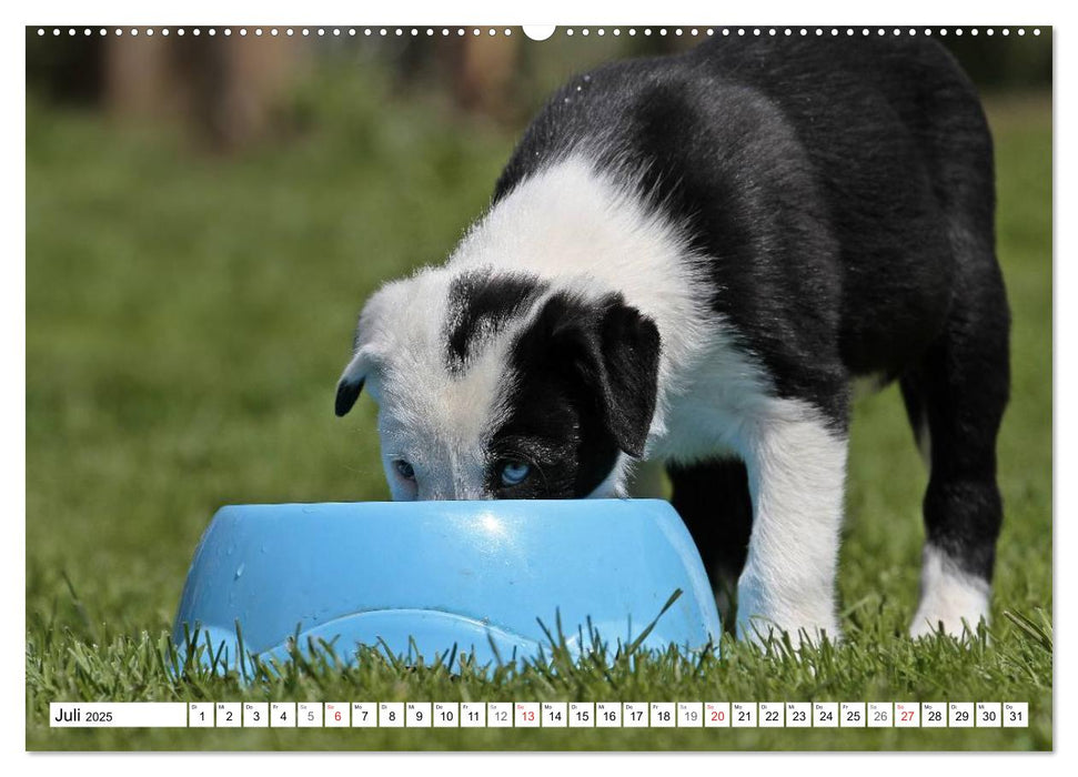 Hundekinder vom Land (CALVENDO Premium Wandkalender 2025)