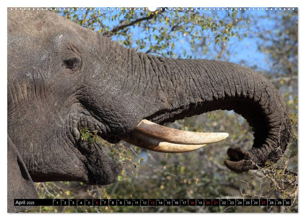 Faszination Afrika - Elefanten (CALVENDO Wandkalender 2025)