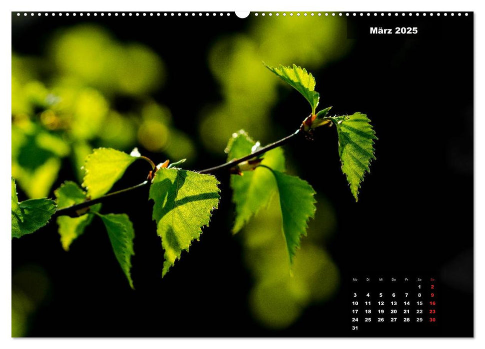 Der Natur auf der Spur - Makro-Fotografien der besonderen Art (CALVENDO Premium Wandkalender 2025)