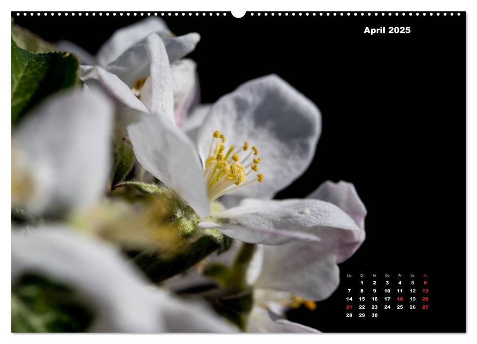 Der Natur auf der Spur - Makro-Fotografien der besonderen Art (CALVENDO Premium Wandkalender 2025)