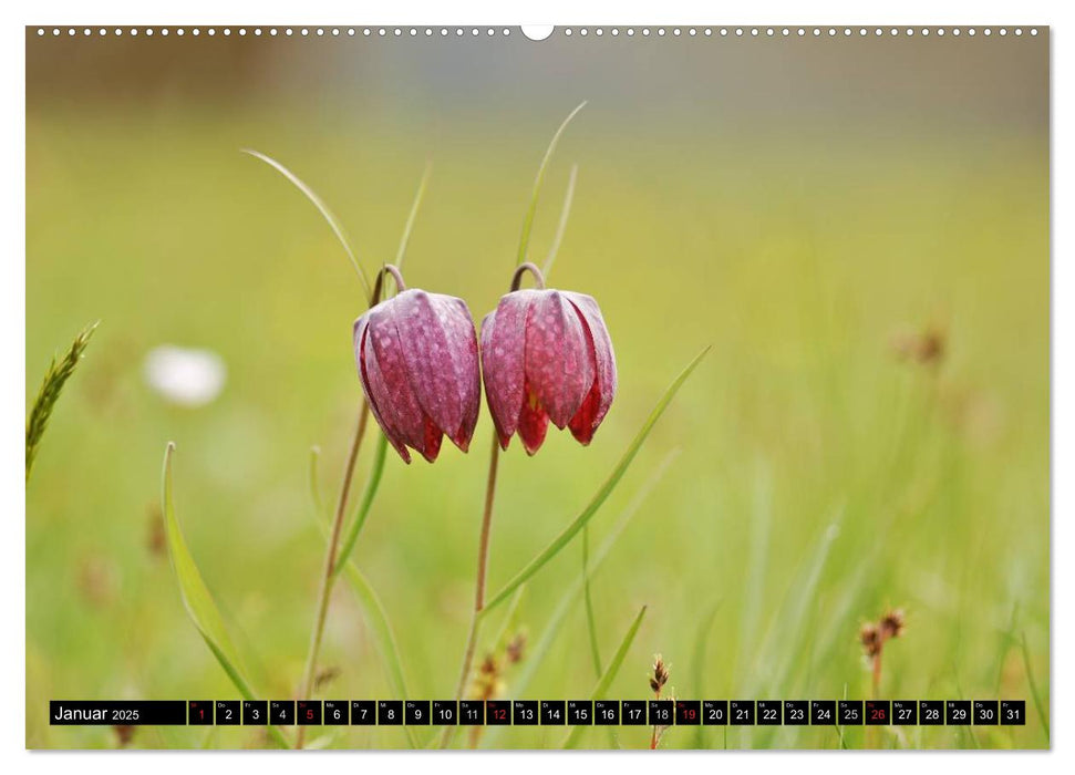 Die Schachbrettblume (CALVENDO Premium Wandkalender 2025)