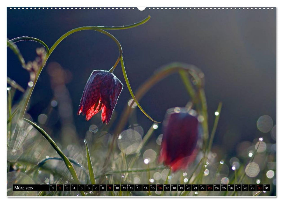 Die Schachbrettblume (CALVENDO Premium Wandkalender 2025)